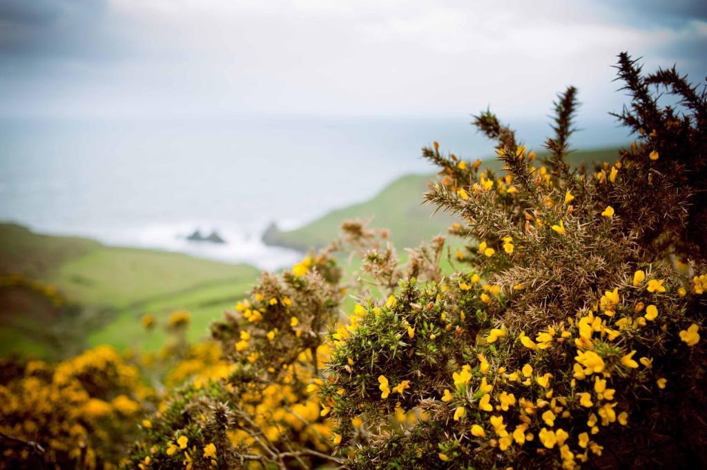 Soar Mill Cove Hotel Kingsbridge  Dış mekan fotoğraf